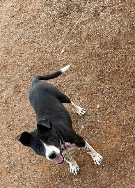 Sasha, a Adoptable Mixed Breed in Hobbs, NM image 3/6