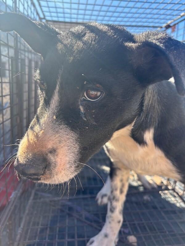Sasha, a Adoptable Mixed Breed in Hobbs, NM image 4/6