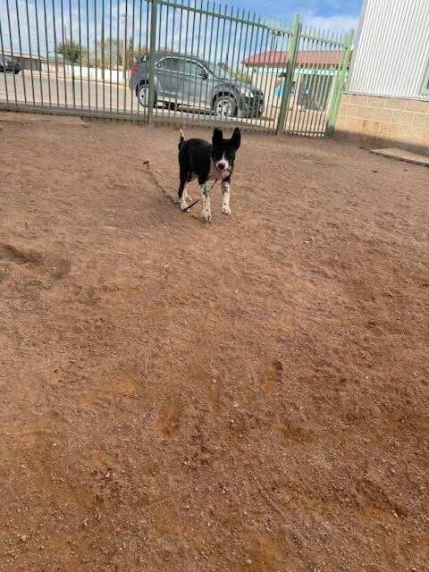 Sasha, a Adoptable Mixed Breed in Hobbs, NM image 5/6