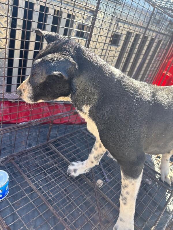 Sasha, a Adoptable Mixed Breed in Hobbs, NM image 6/6