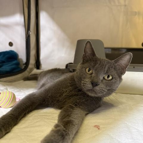 Gracie, ADOPTABLE, Adult Female Domestic Short Hair.