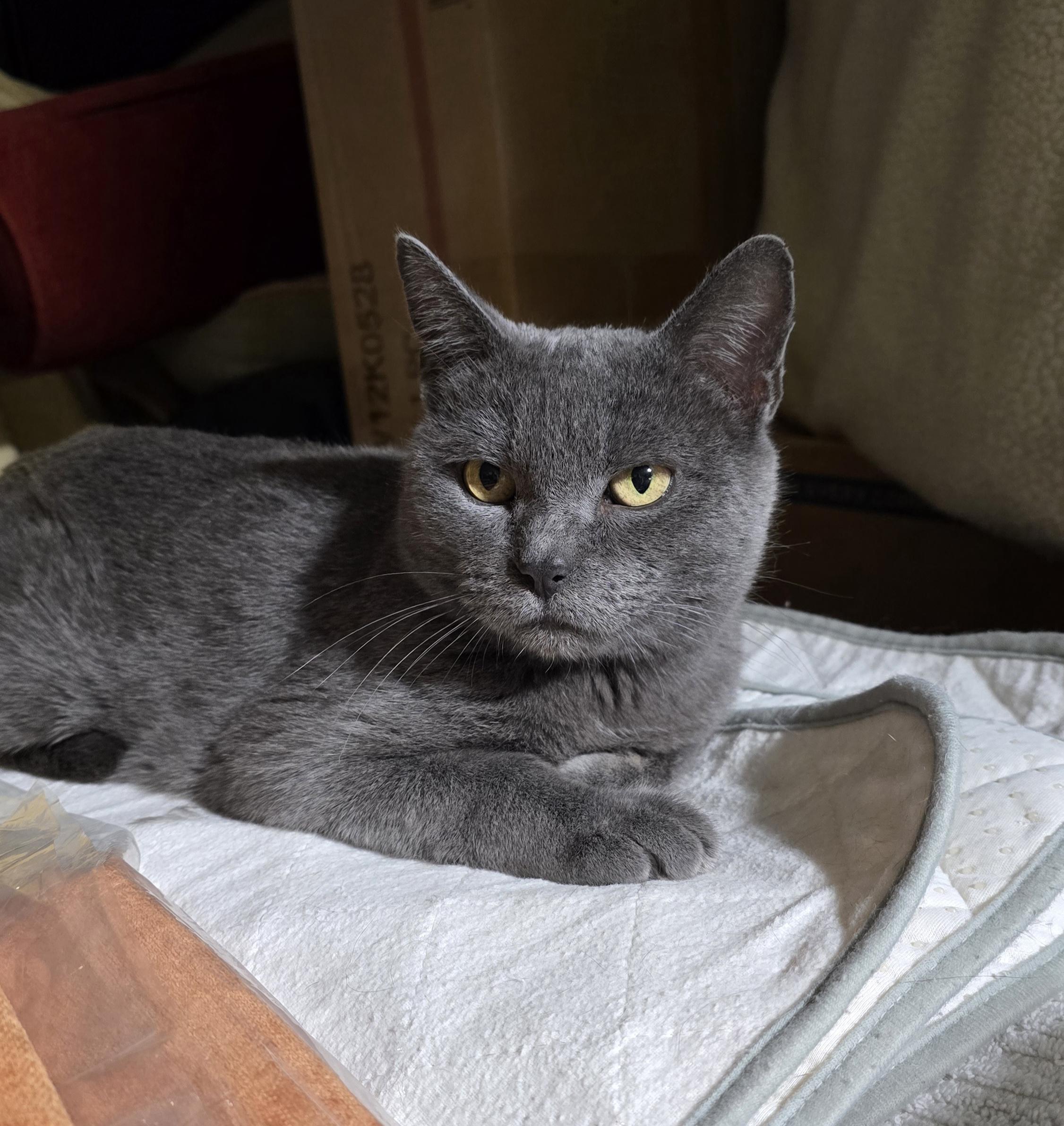 Gracie, a ADOPTABLE Domestic Short Hair in PHOENIX, AZ image 2/3