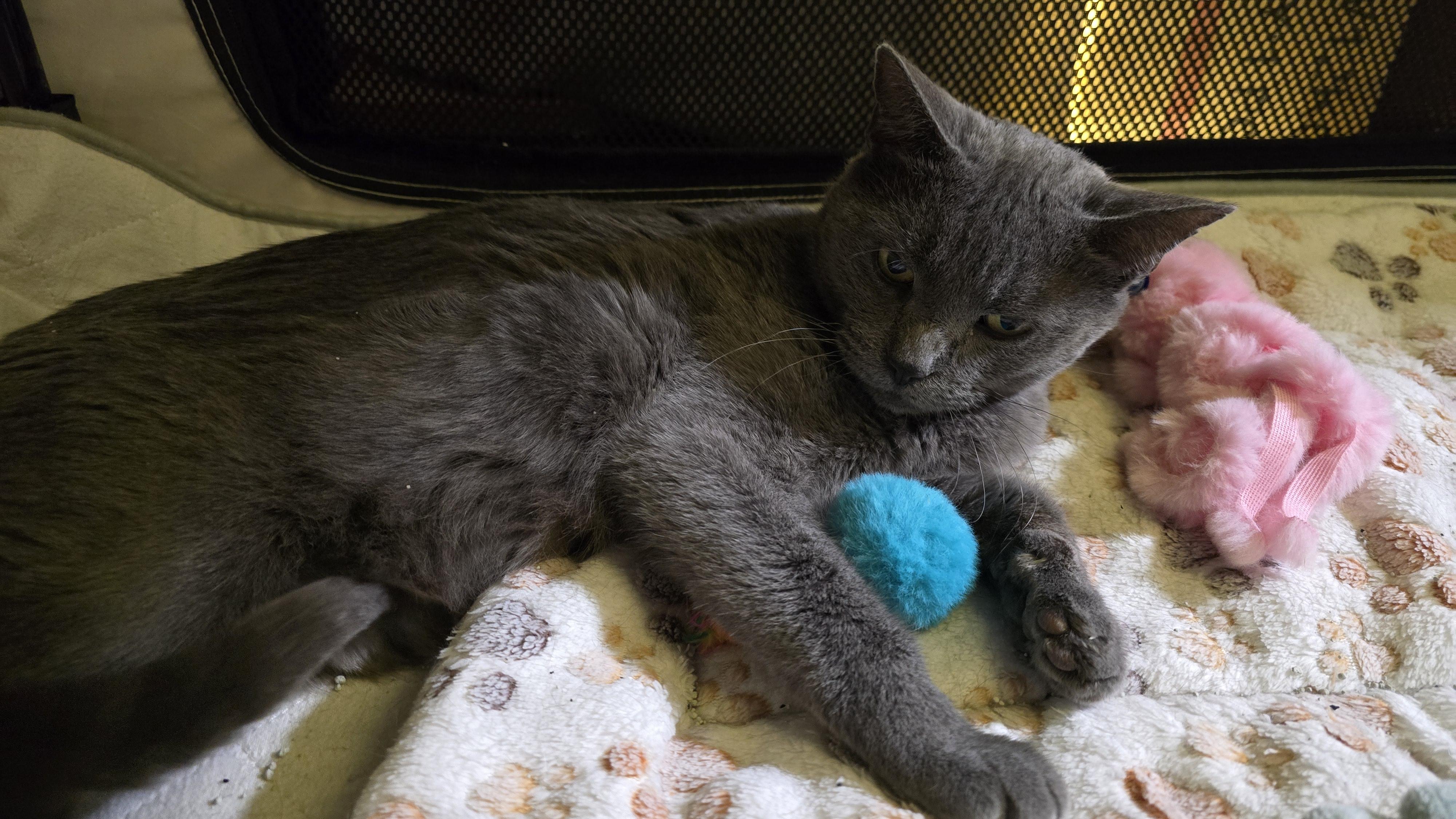 Gracie, a ADOPTABLE Domestic Short Hair in PHOENIX, AZ image 3/3