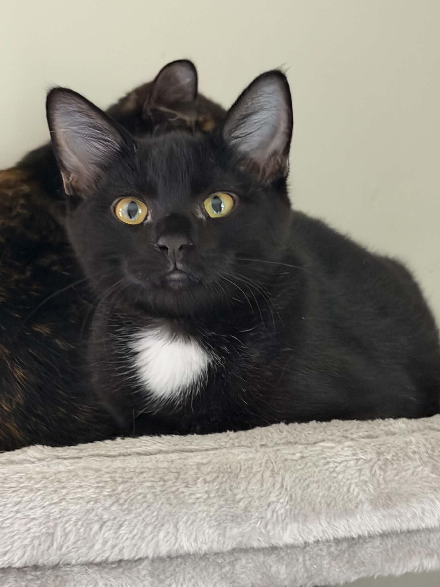 Enlarge ortega, a Adopted Domestic Short Hair in Indianapolis, IN image 2/6