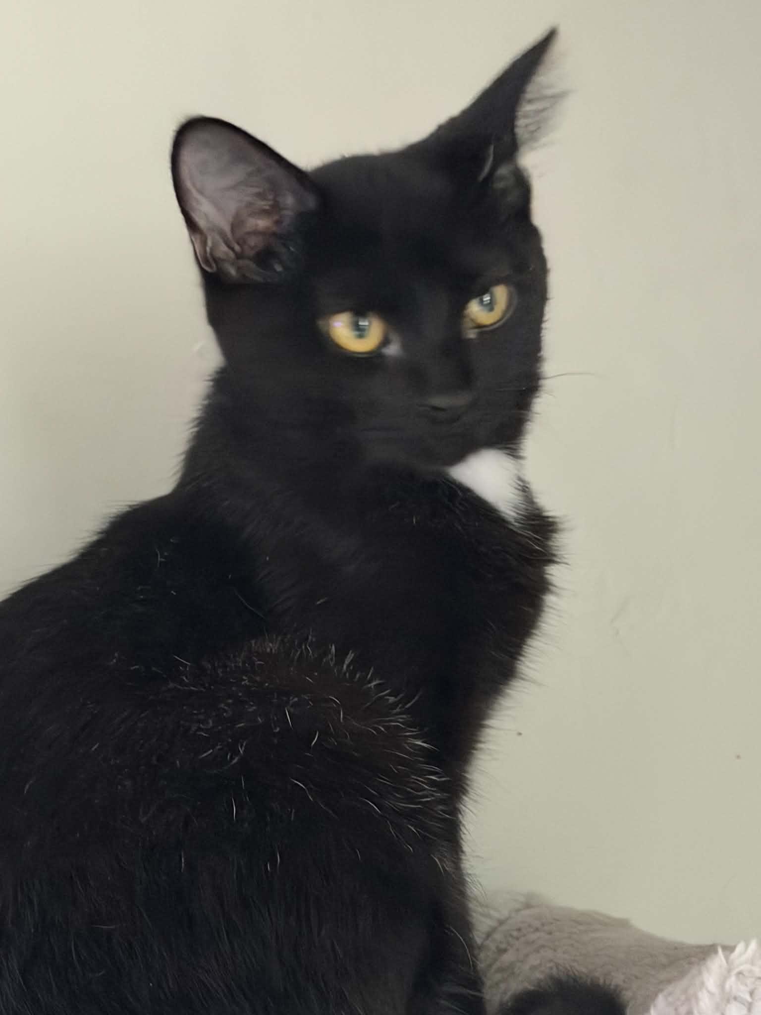 Enlarge ortega, a Adopted Domestic Short Hair in Indianapolis, IN image 3/6