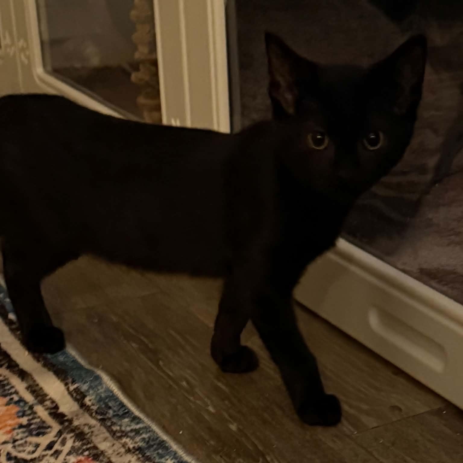 Enlarge ortega, a Adopted Domestic Short Hair in Indianapolis, IN image 4/6
