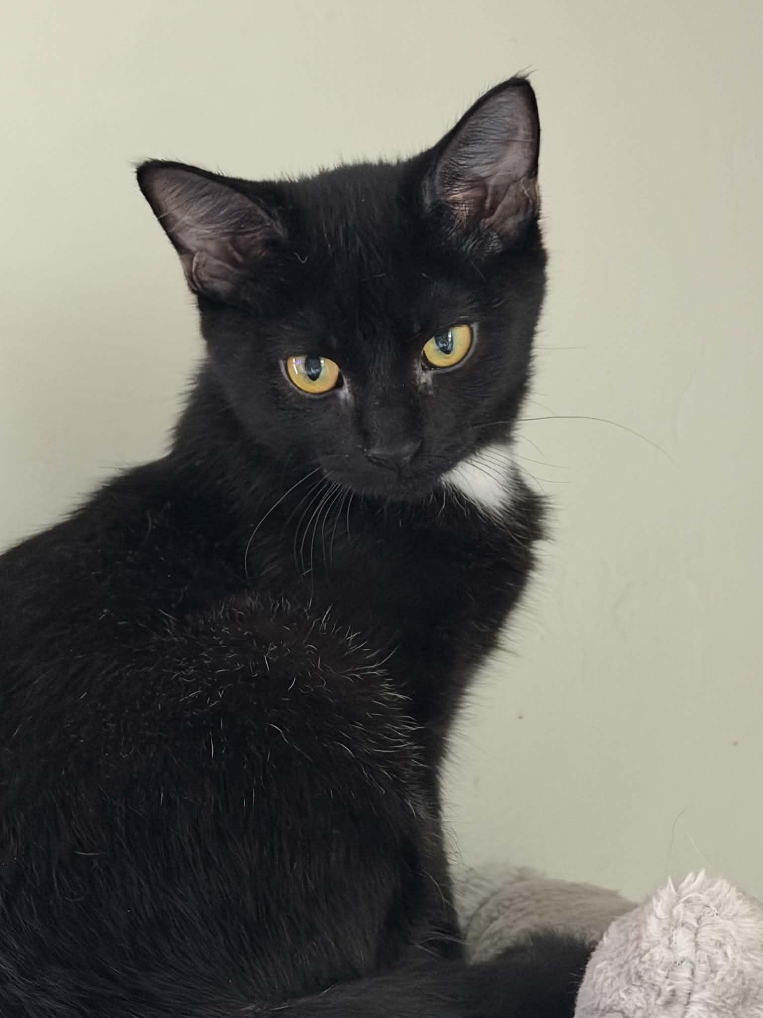 ortega, Adopted, Kitten Male Domestic Short Hair.