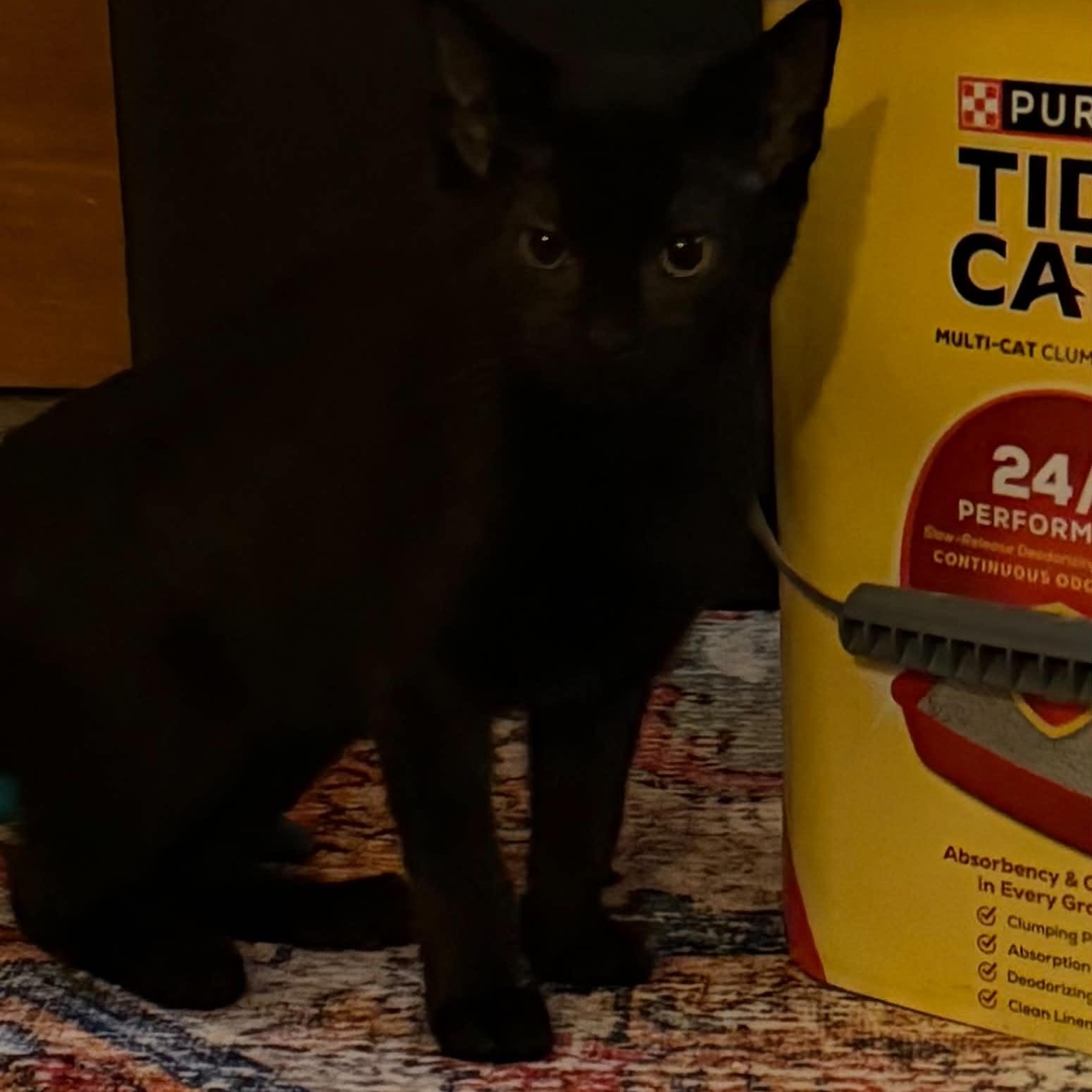 Enlarge ortega, a Adopted Domestic Short Hair in Indianapolis, IN image 6/6