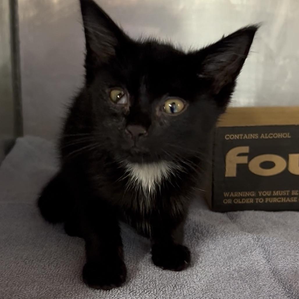 Enlarge ortega, a Adopted Domestic Short Hair in Indianapolis, IN image 5/6