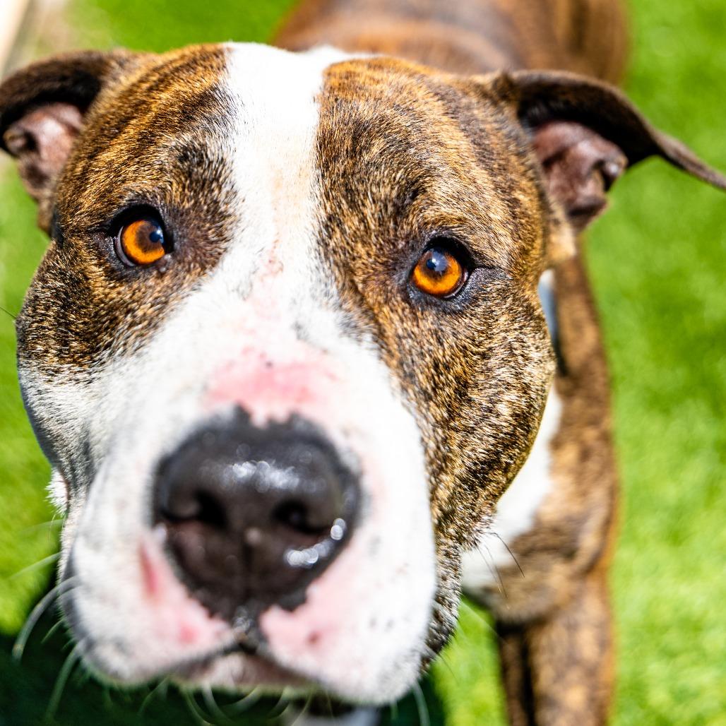 Enlarge Rey, a Adoptable Pit Bull Terrier in Naperville, IL image 1/6