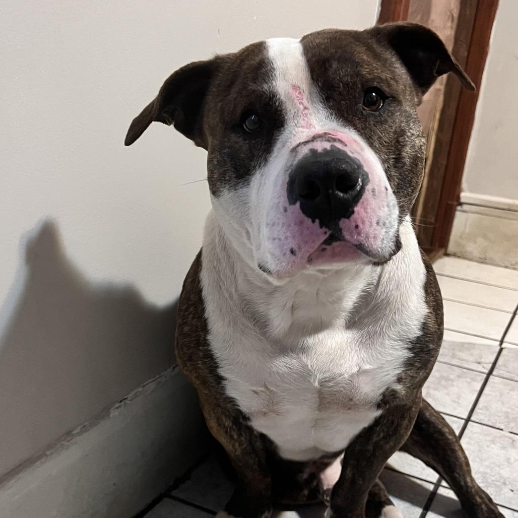 Enlarge Rey, a Adoptable Pit Bull Terrier in Naperville, IL image 2/6