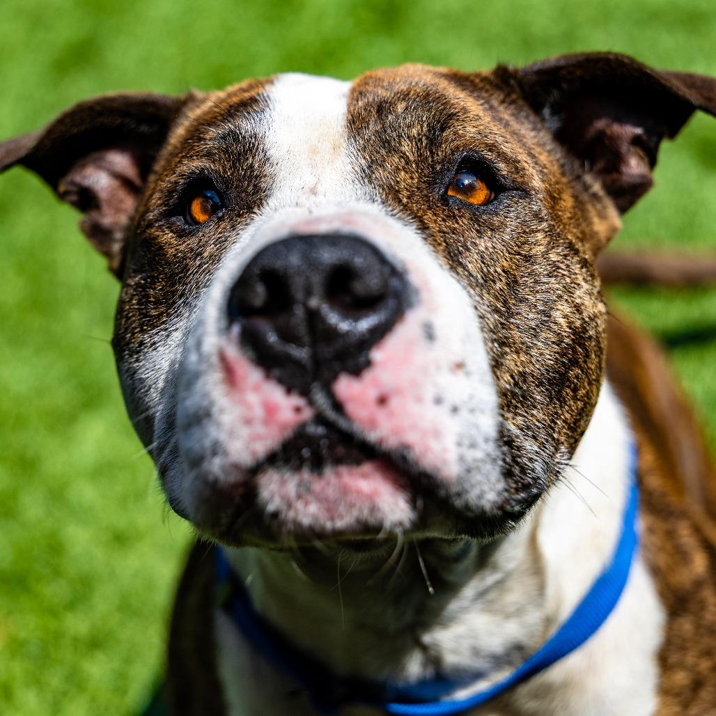 Enlarge Rey, a Adoptable Pit Bull Terrier in Naperville, IL image 3/6