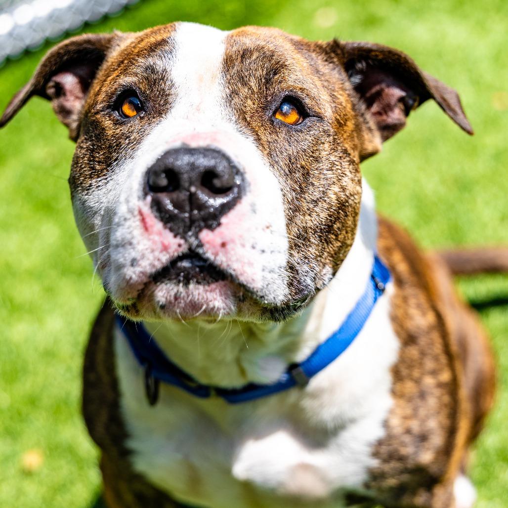 Enlarge Rey, a Adoptable Pit Bull Terrier in Naperville, IL image 4/6