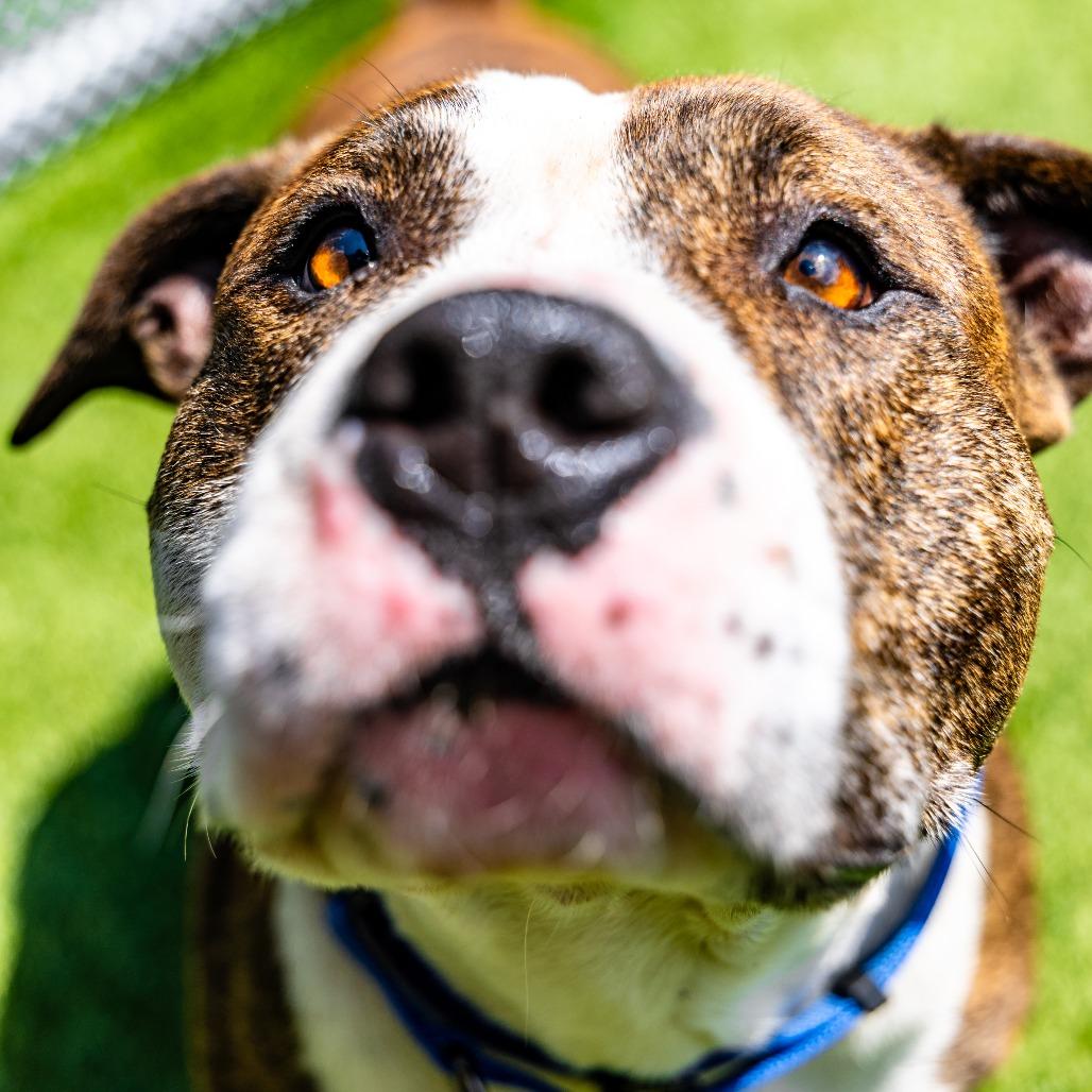 Enlarge Rey, a Adoptable Pit Bull Terrier in Naperville, IL image 5/6