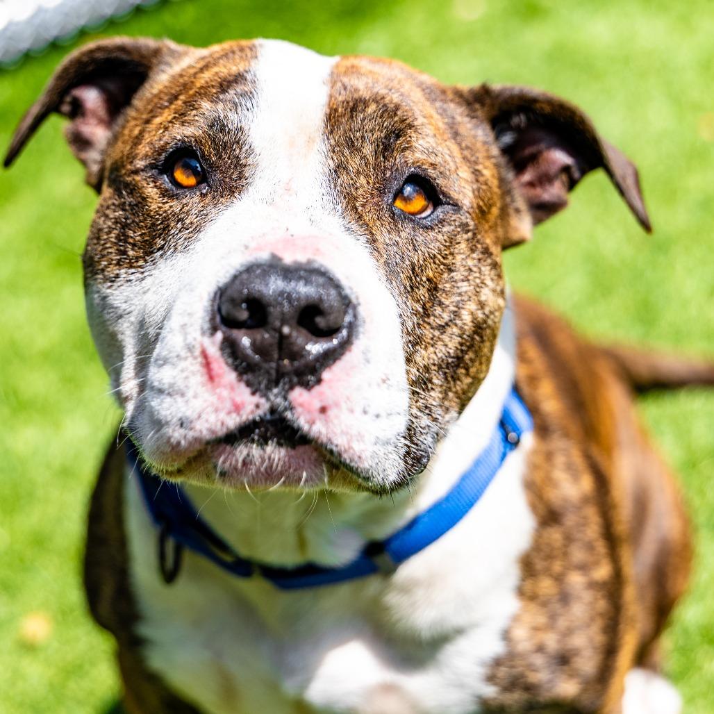 Enlarge Rey, a Adoptable Pit Bull Terrier in Naperville, IL image 6/6