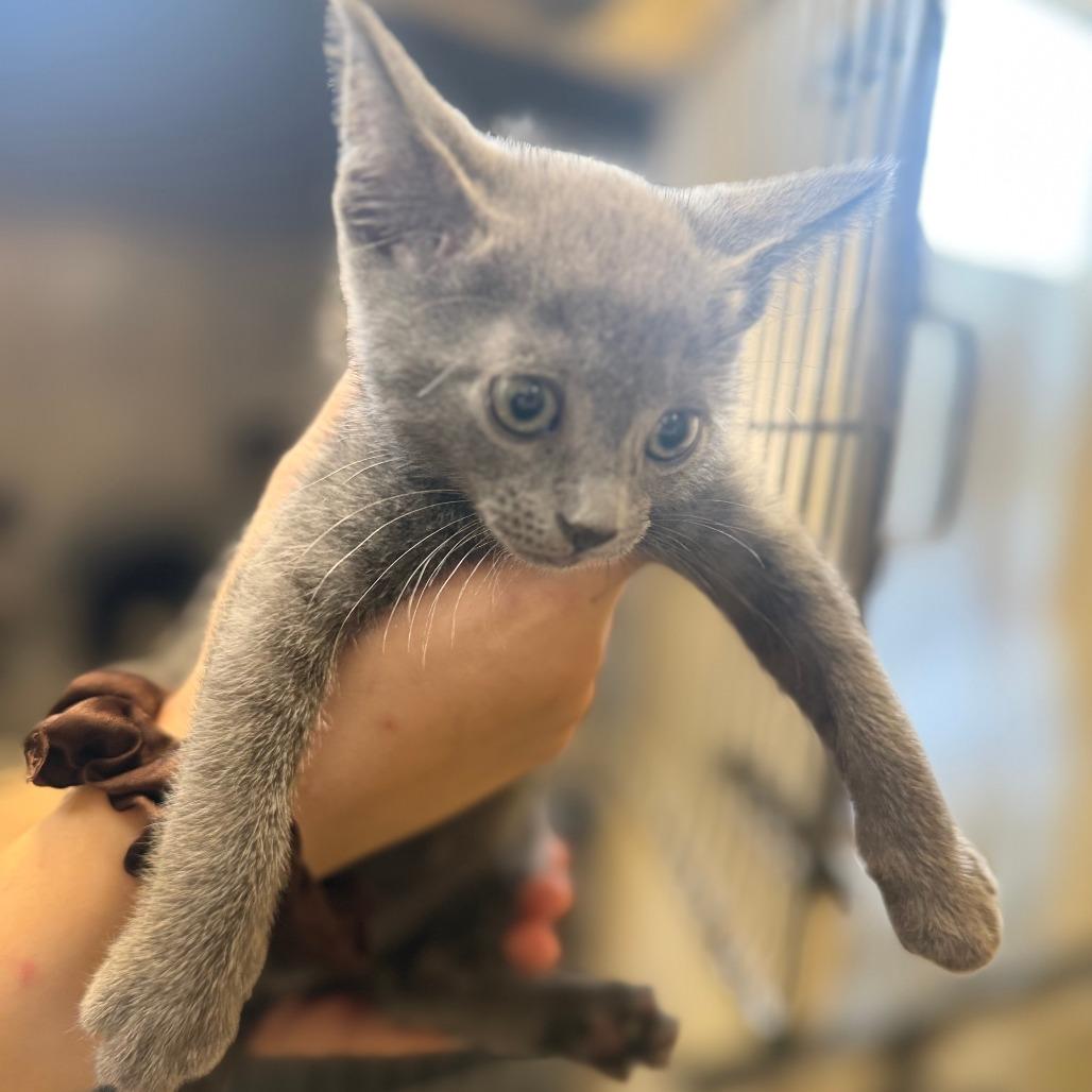 Sully, Adoptable, Kitten Male Domestic Short Hair.