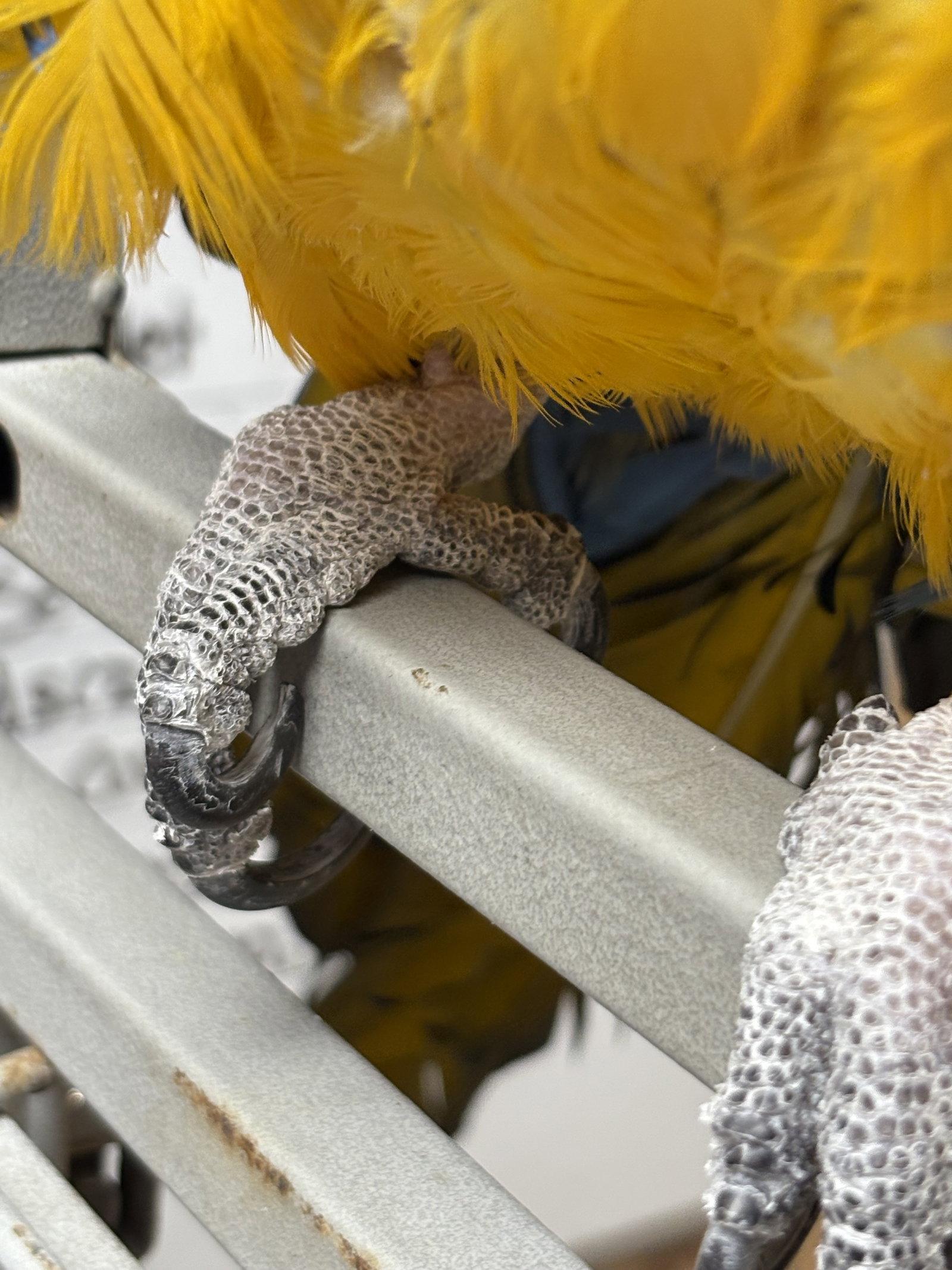 Morocco, Adoptable, Adult Male Macaw.