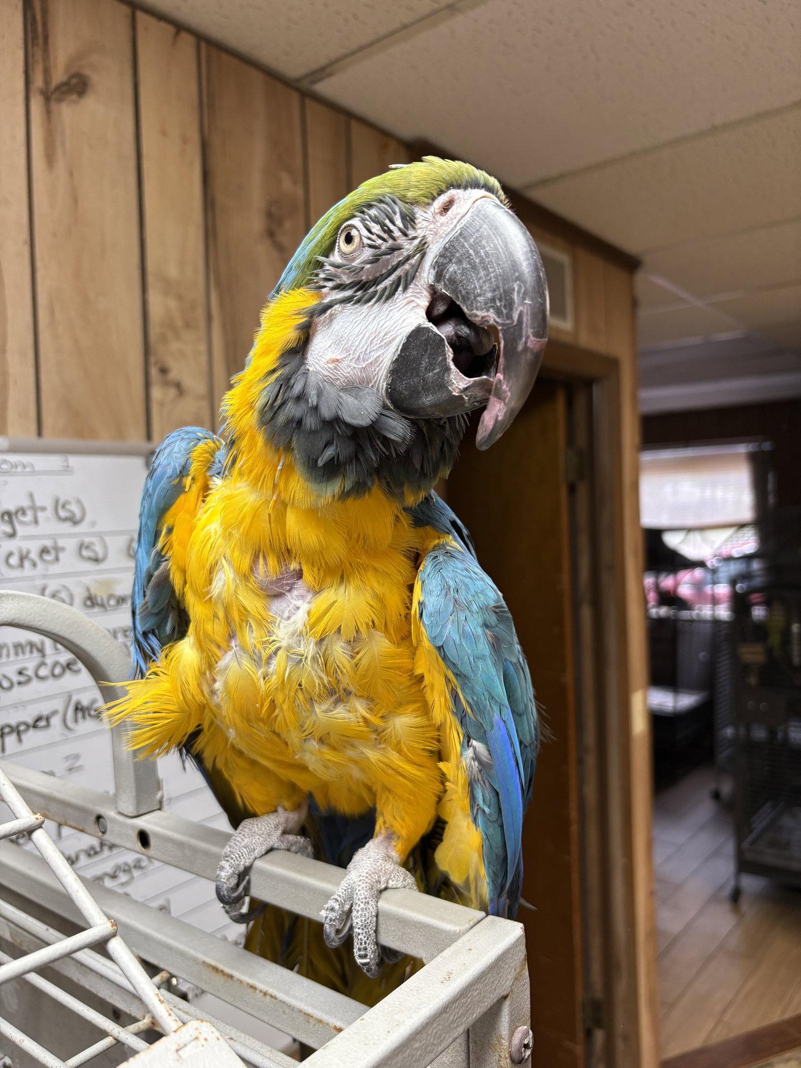 Morocco, a Adoptable Macaw in Inverness, FL image 2/3