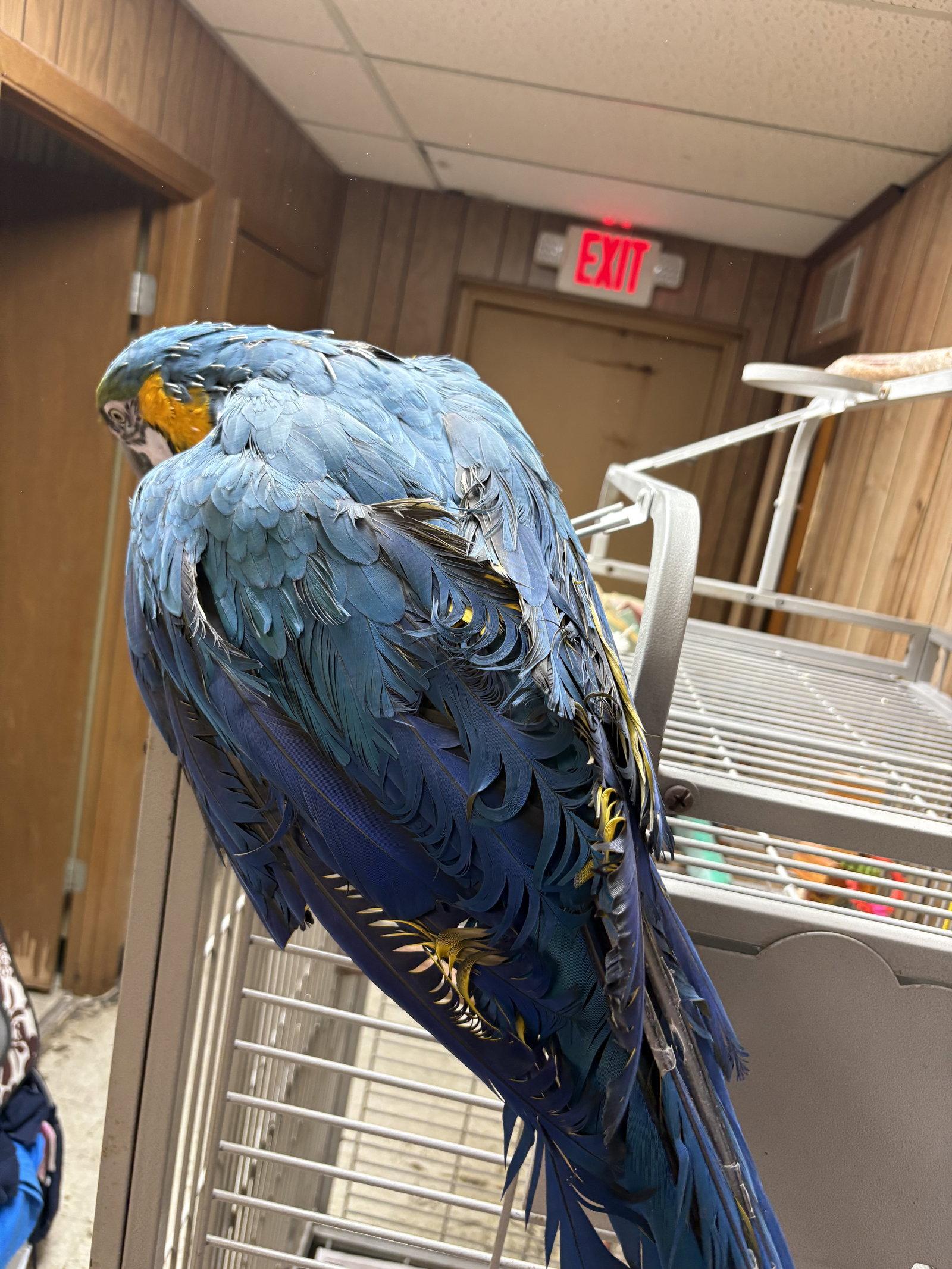 Morocco, a Adoptable Macaw in Inverness, FL image 3/3