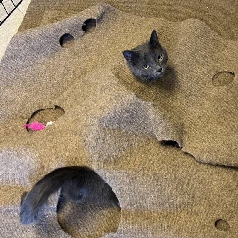 Champ - AC kitty!, Adoptable, Adult Male Domestic Short Hair.