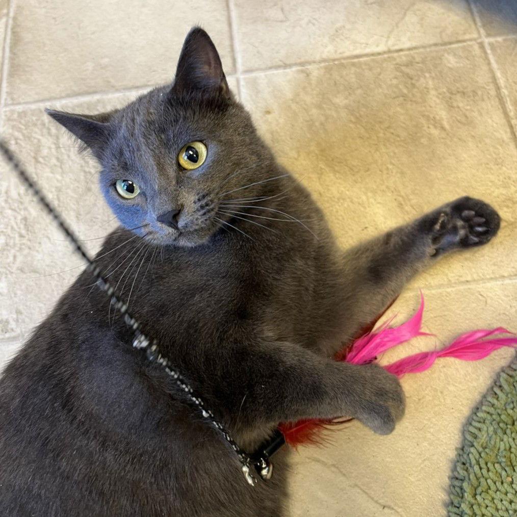 Enlarge Champ - AC kitty!, a Adoptable Domestic Short Hair in Laramie, WY image 3/3