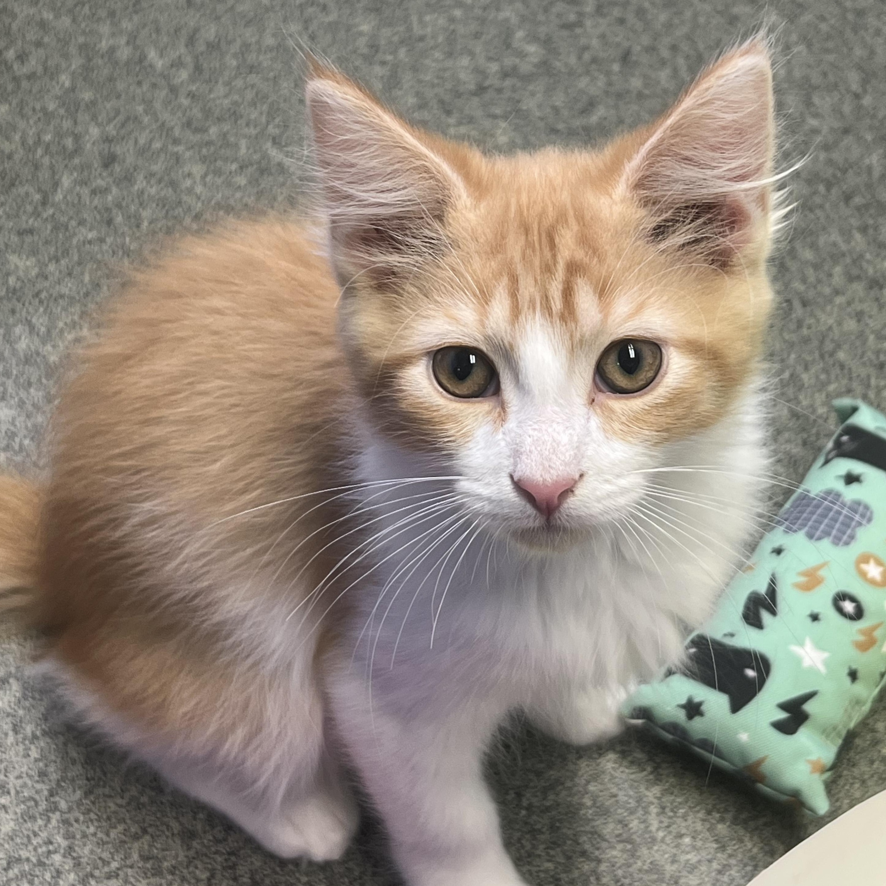 Whisker Biscuit