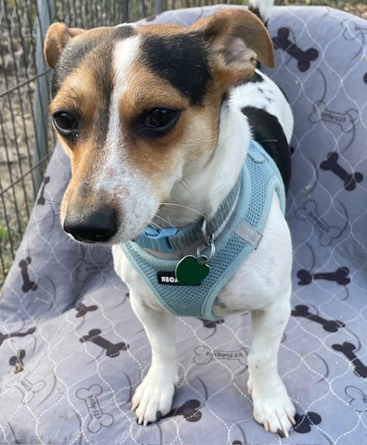 Enlarge Jack, a ADOPTABLE mixed breed in Memphis, TN image 5/5