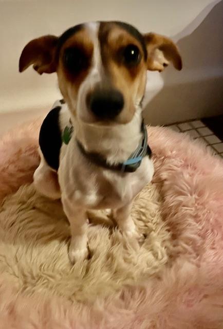 Jack, ADOPTABLE, Adult Male Dachshund & Jack Russell Terrier.