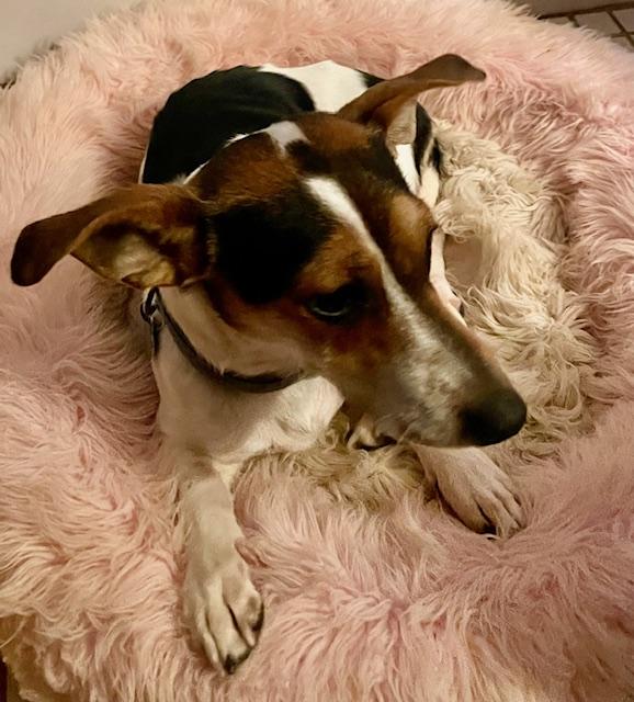 Enlarge Jack, a ADOPTABLE mixed breed in Memphis, TN image 2/4