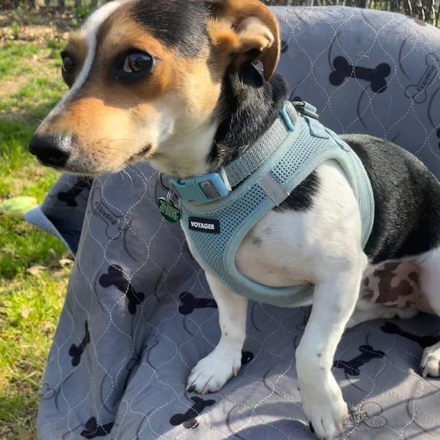 Enlarge Jack, a ADOPTABLE mixed breed in Memphis, TN image 4/5