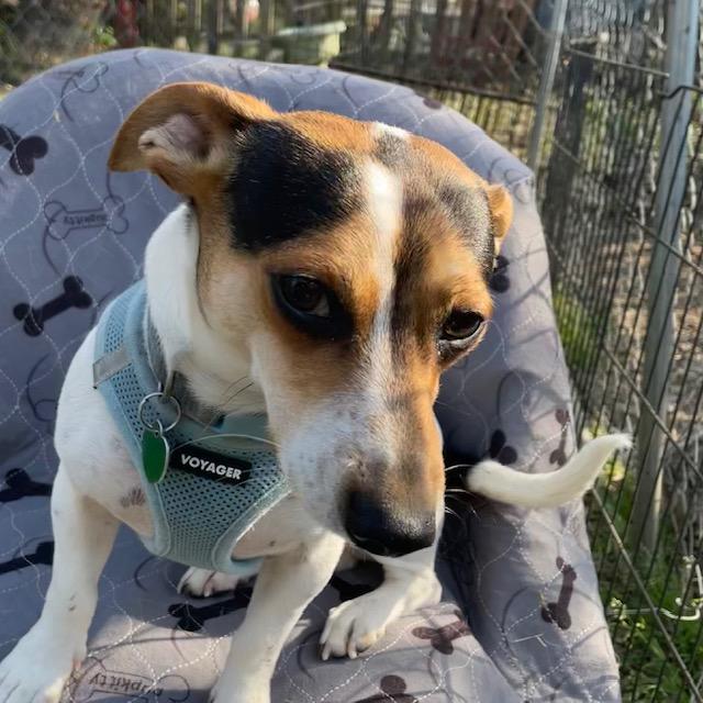 Enlarge Jack, a ADOPTABLE mixed breed in Memphis, TN image 3/5