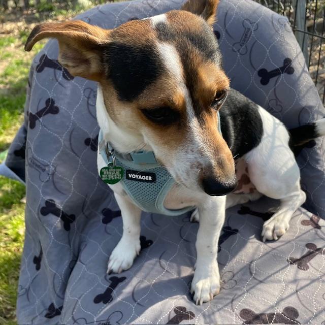 Enlarge Jack, a ADOPTABLE mixed breed in Memphis, TN image 2/5