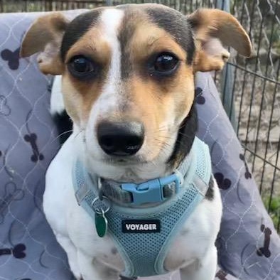 Enlarge Jack, a ADOPTABLE mixed breed in Memphis, TN image 1/5