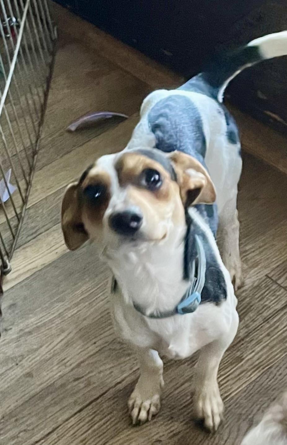 Enlarge Jack, a ADOPTABLE mixed breed in Memphis, TN image 4/4