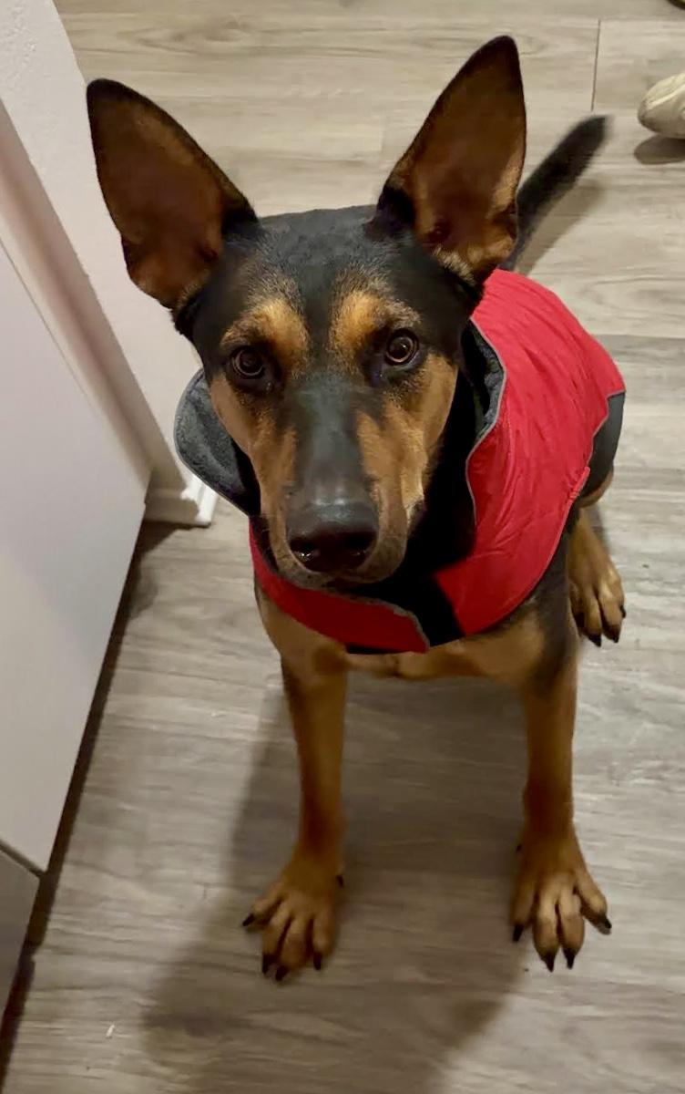 TURBO (Loves Dogs), adopted, Young Male Doberman Pinscher & Rottweiler.