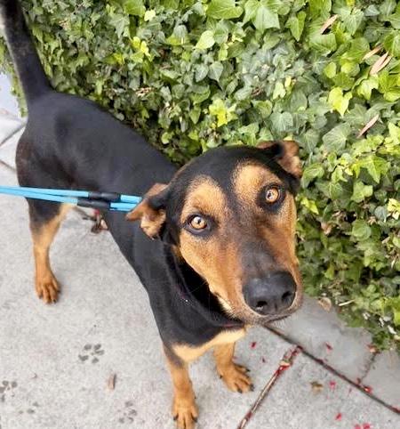 Enlarge TURBO (Loves Dogs), an adopted mixed breed in Sherman Oaks, CA image 3/6