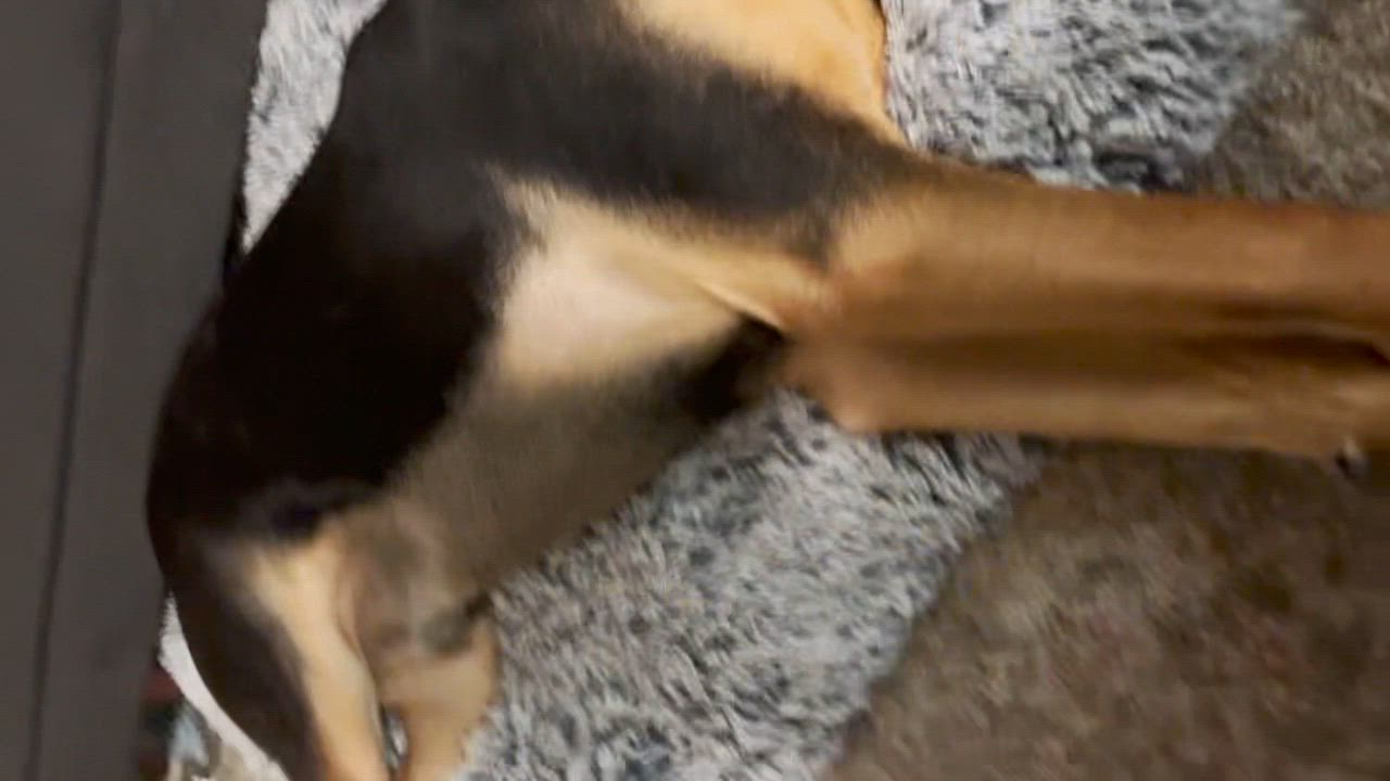 Enlarge TURBO (Loves Dogs), an adopted mixed breed in Sherman Oaks, CA video 4/6