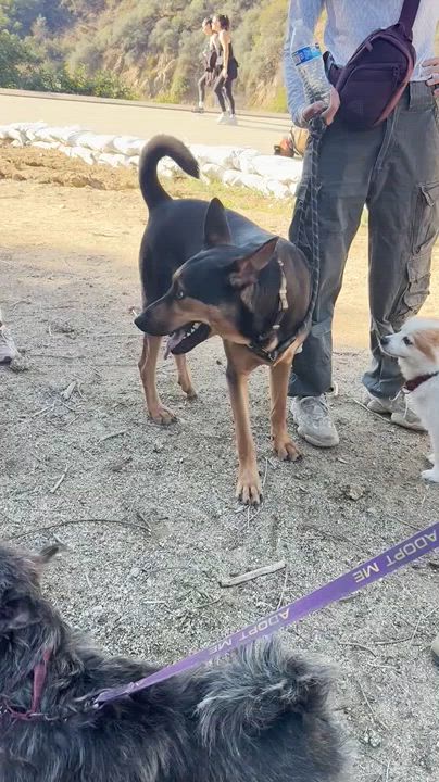 Enlarge TURBO (Loves Dogs), an adopted mixed breed in Sherman Oaks, CA video 5/6