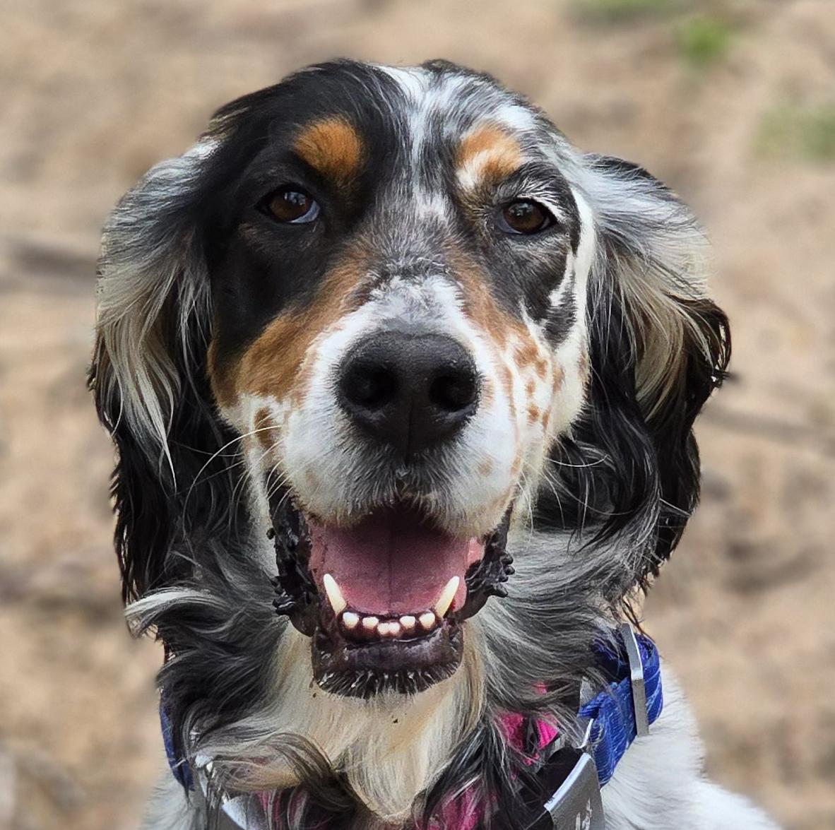 Claire - Foster or Adoptive Home Needed, a Adopted English Setter in Dallas, TX image 1/5
