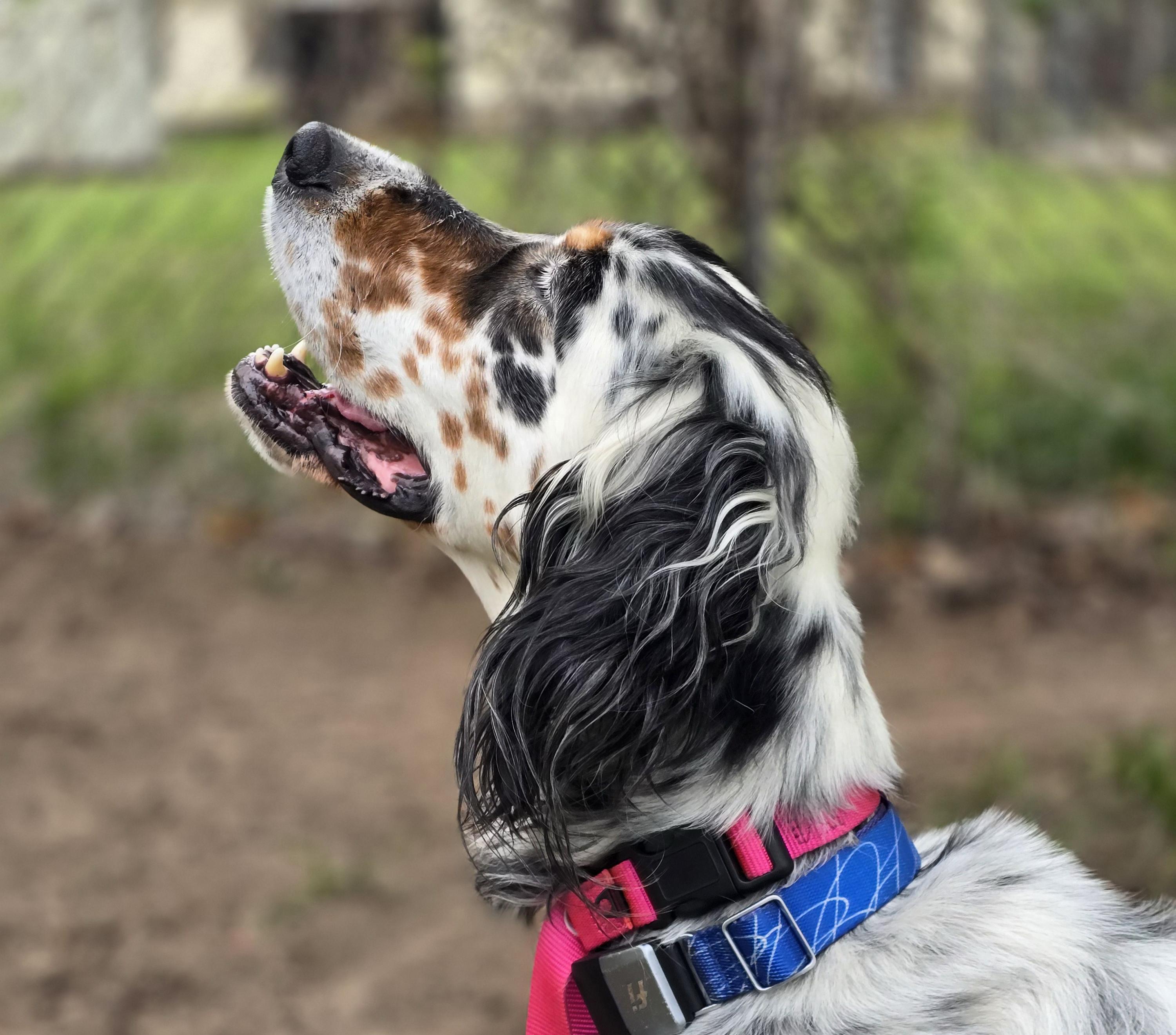 Claire - Foster or Adoptive Home Needed, a Adopted English Setter in Dallas, TX image 2/5