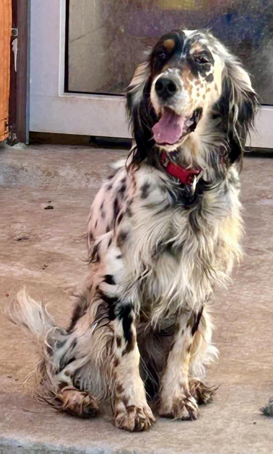 Claire - Foster or Adoptive Home Needed, a Adopted English Setter in Dallas, TX image 5/5