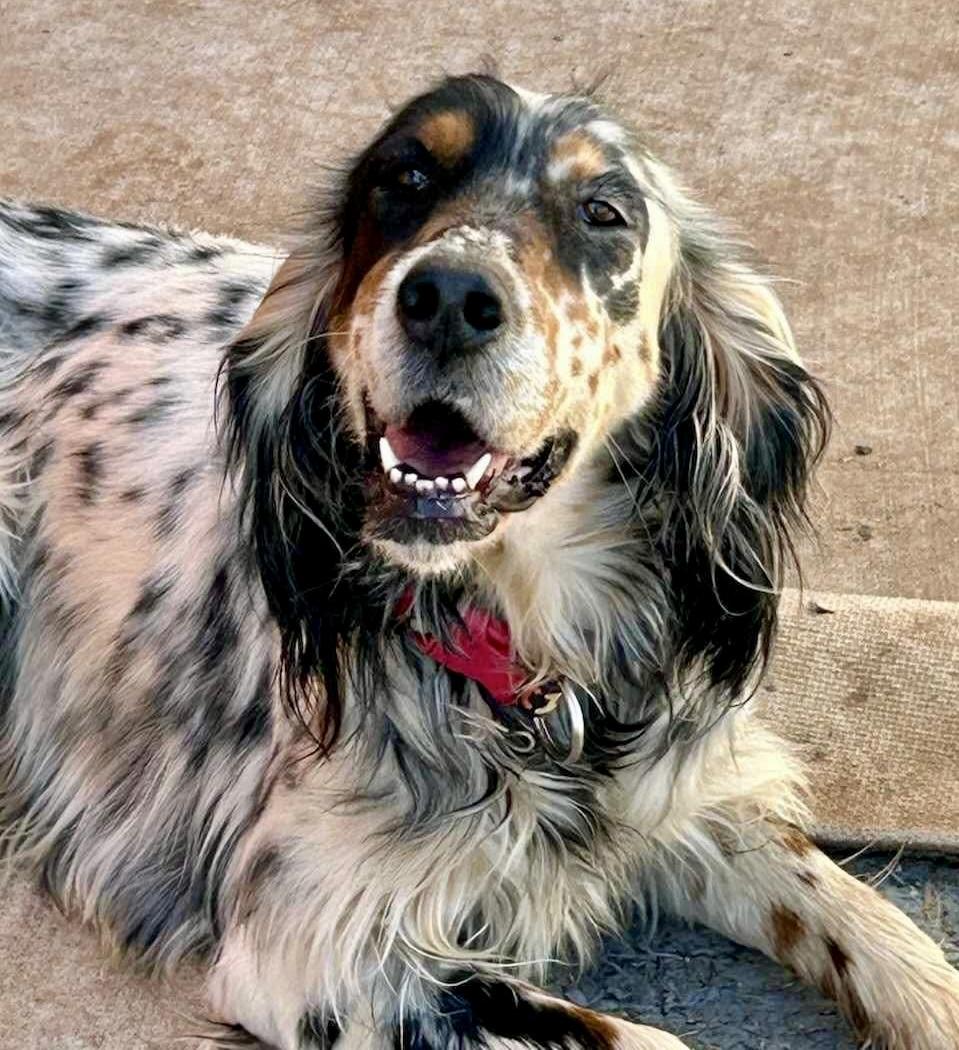 Claire - Foster or Adoptive Home Needed, a Adopted English Setter in Dallas, TX image 4/5