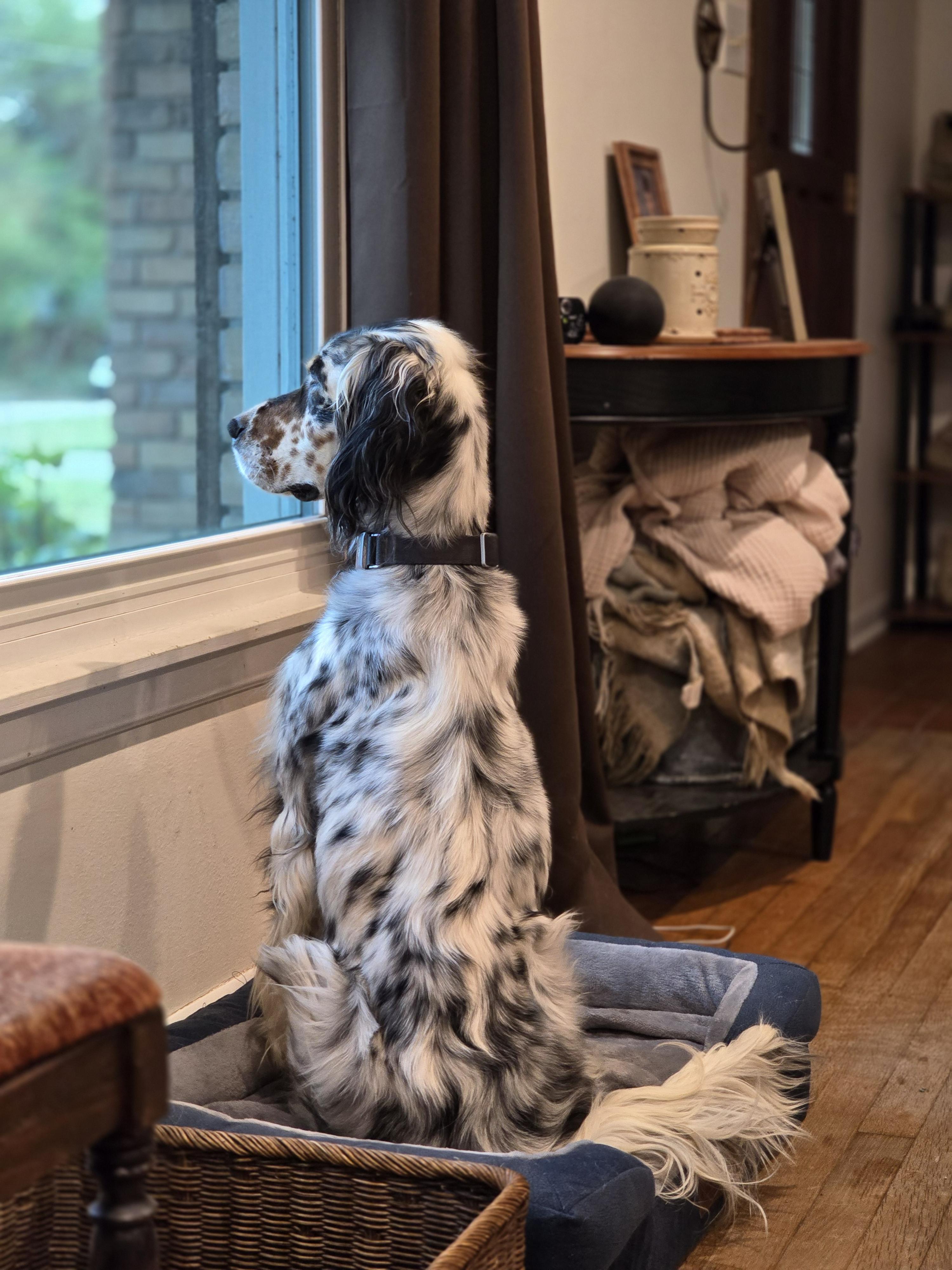 Claire - Foster or Adoptive Home Needed, a Adopted English Setter in Dallas, TX image 3/5