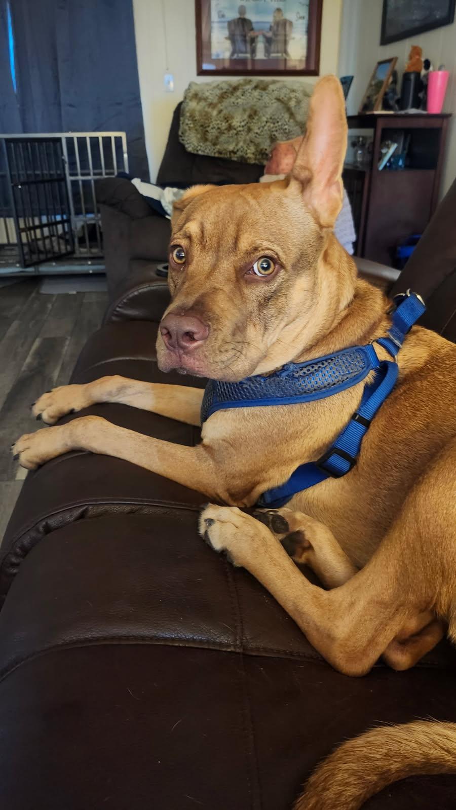 Enlarge Blue, an adoptable mixed breed in Lantana, FL image 4/4