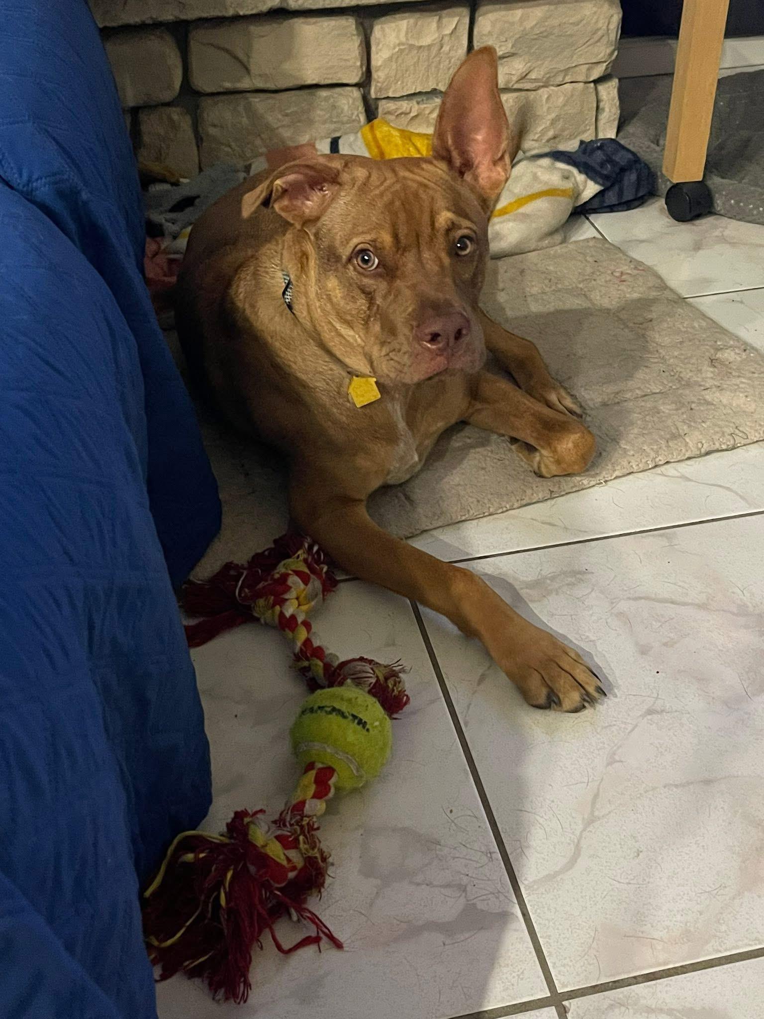 Enlarge Blue, an adoptable mixed breed in Lantana, FL image 2/4