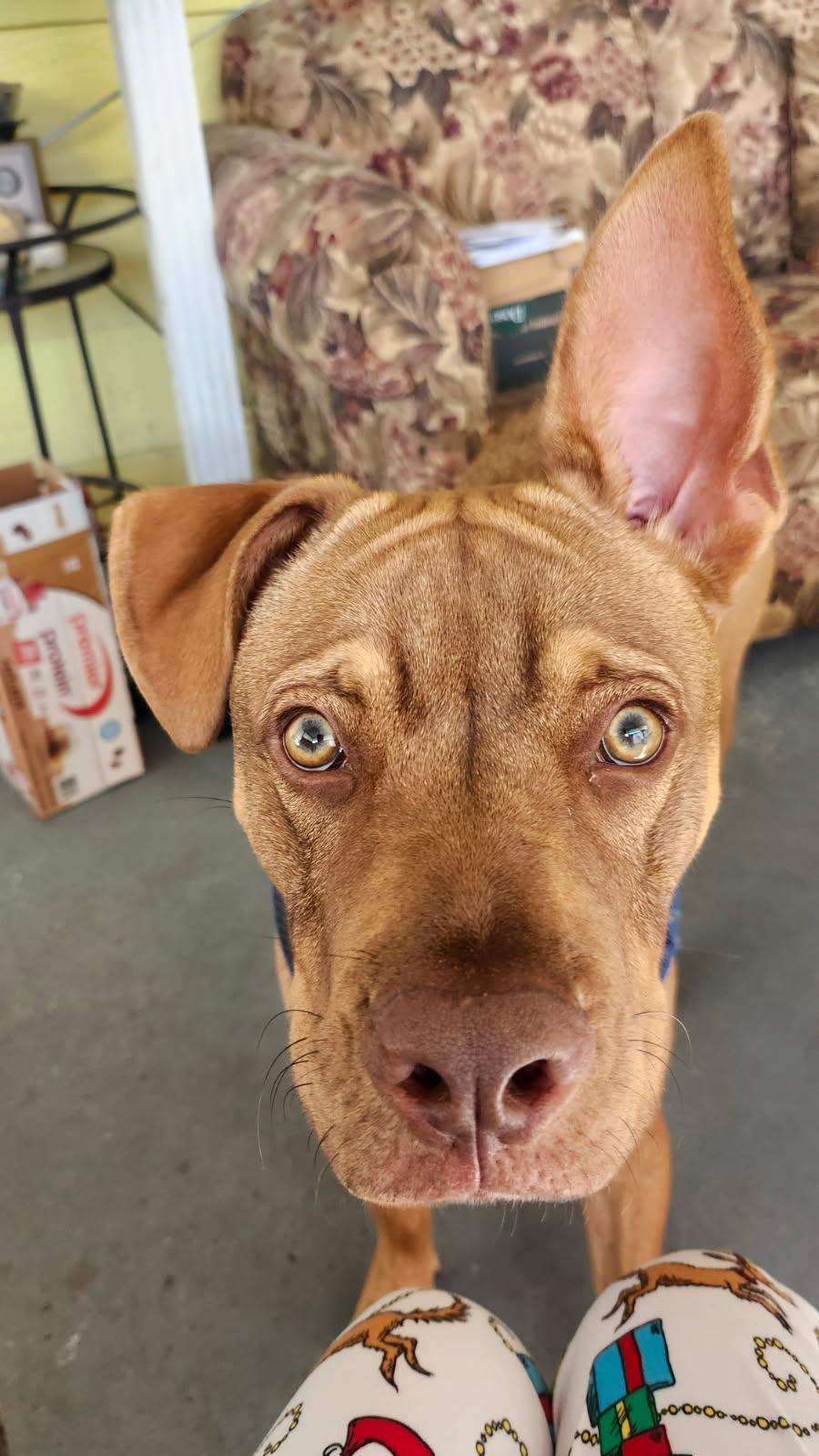 Blue, adoptable, Young Male Pit Bull Terrier & Labrador Retriever.