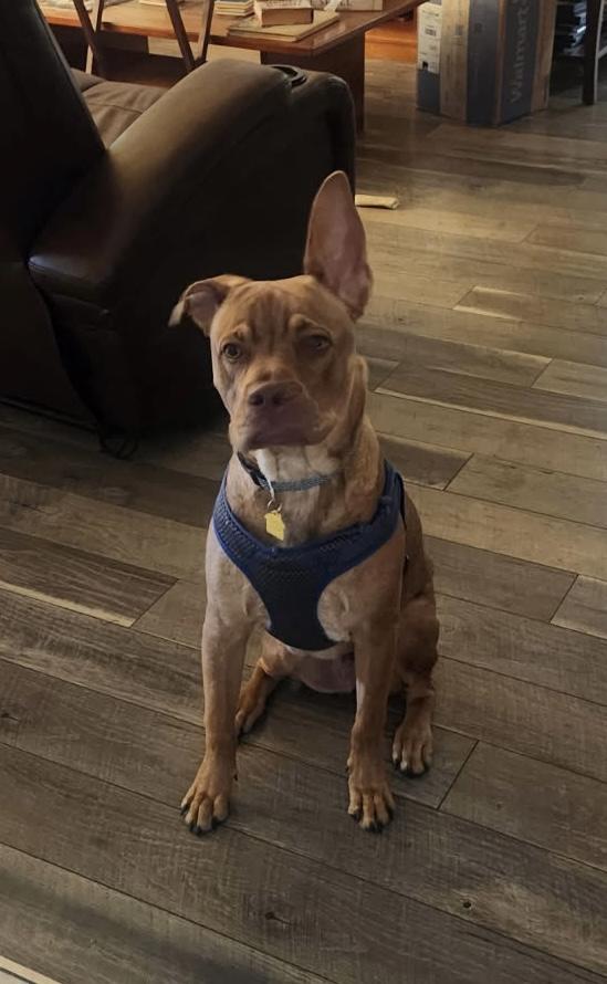 Enlarge Blue, an adoptable mixed breed in Lantana, FL image 3/4