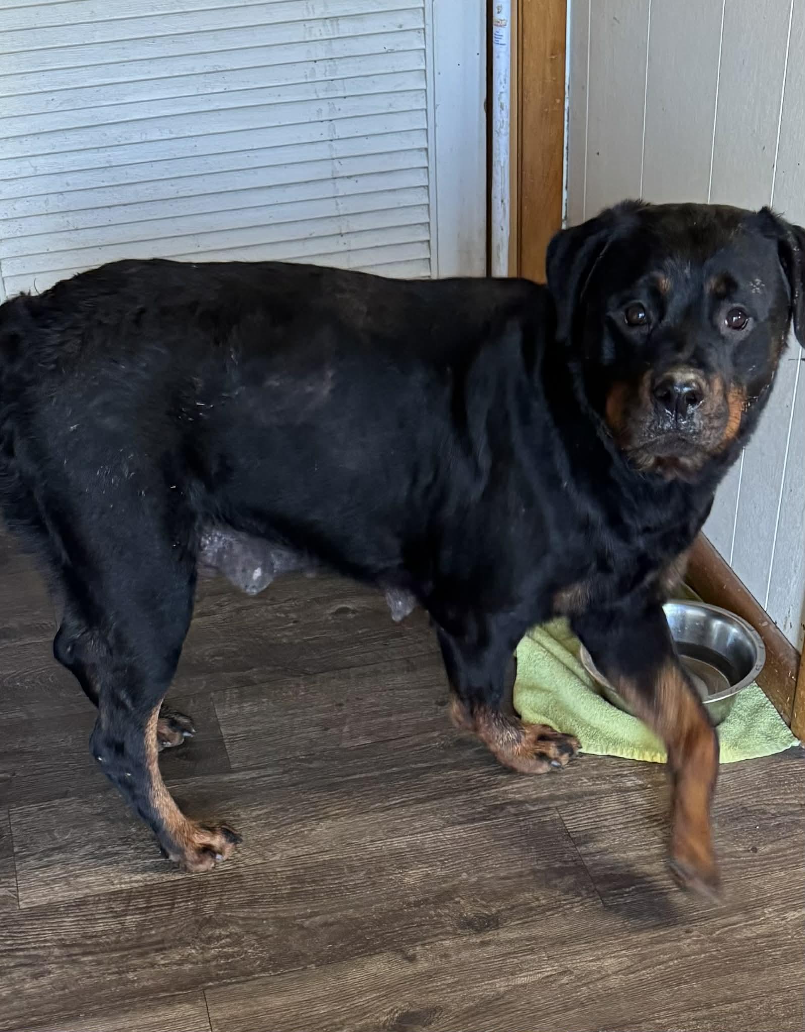 Lila , ADOPTABLE, Adult Female Rottweiler.