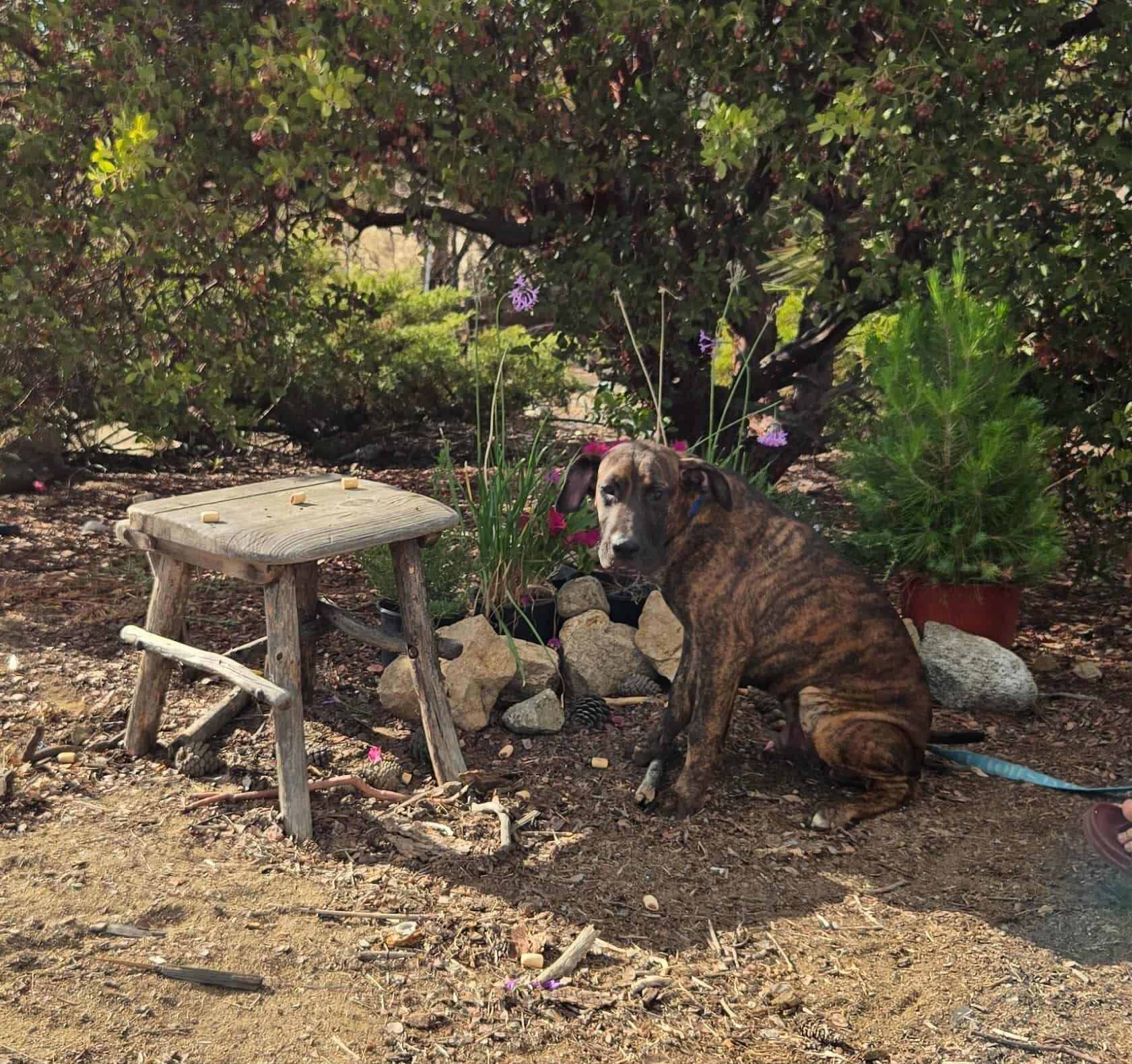 Fava, a Adoptable mixed breed in Temecula, CA image 2/6