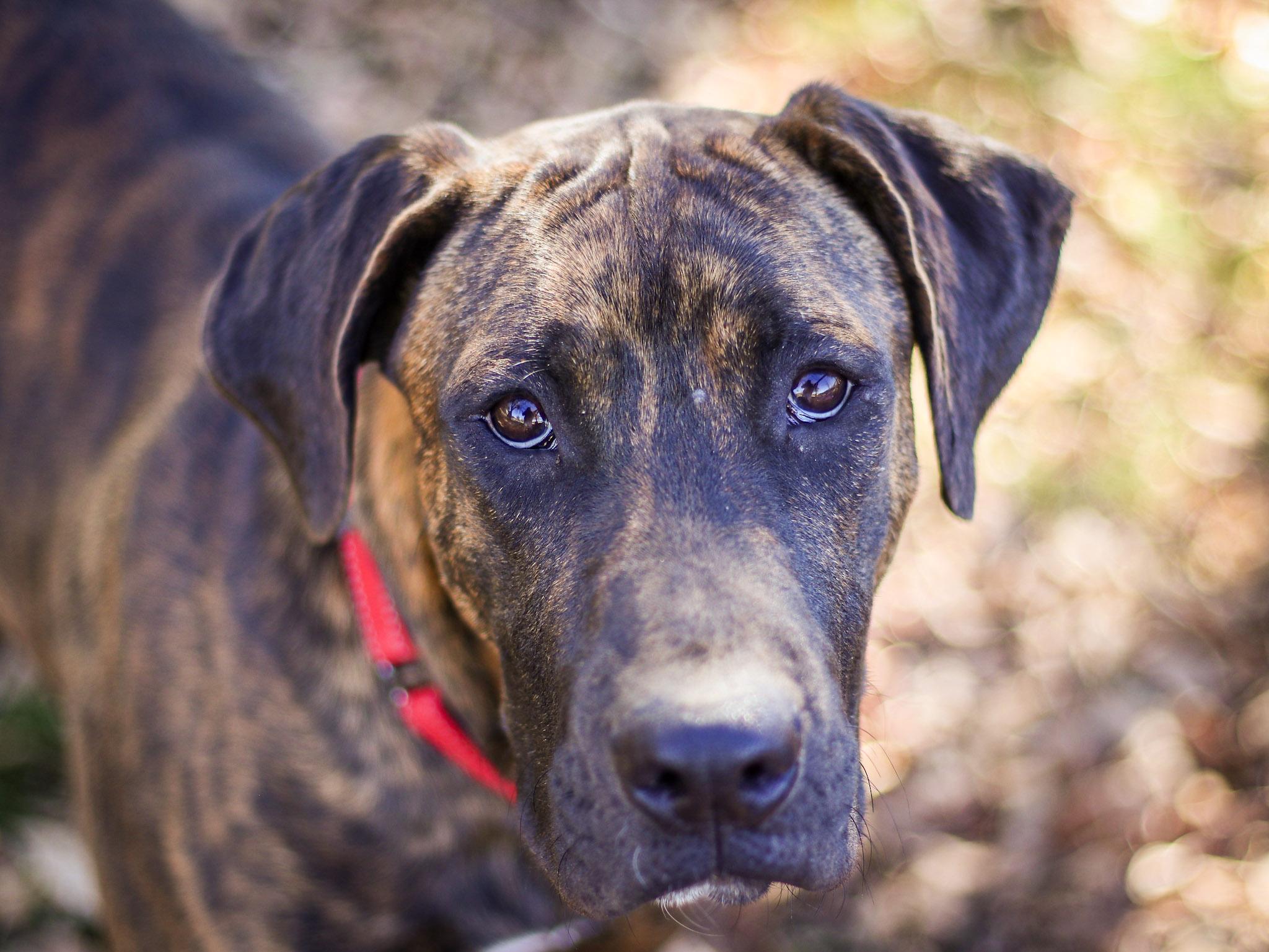 Fava, a Adoptable mixed breed in Temecula, CA image 1/6